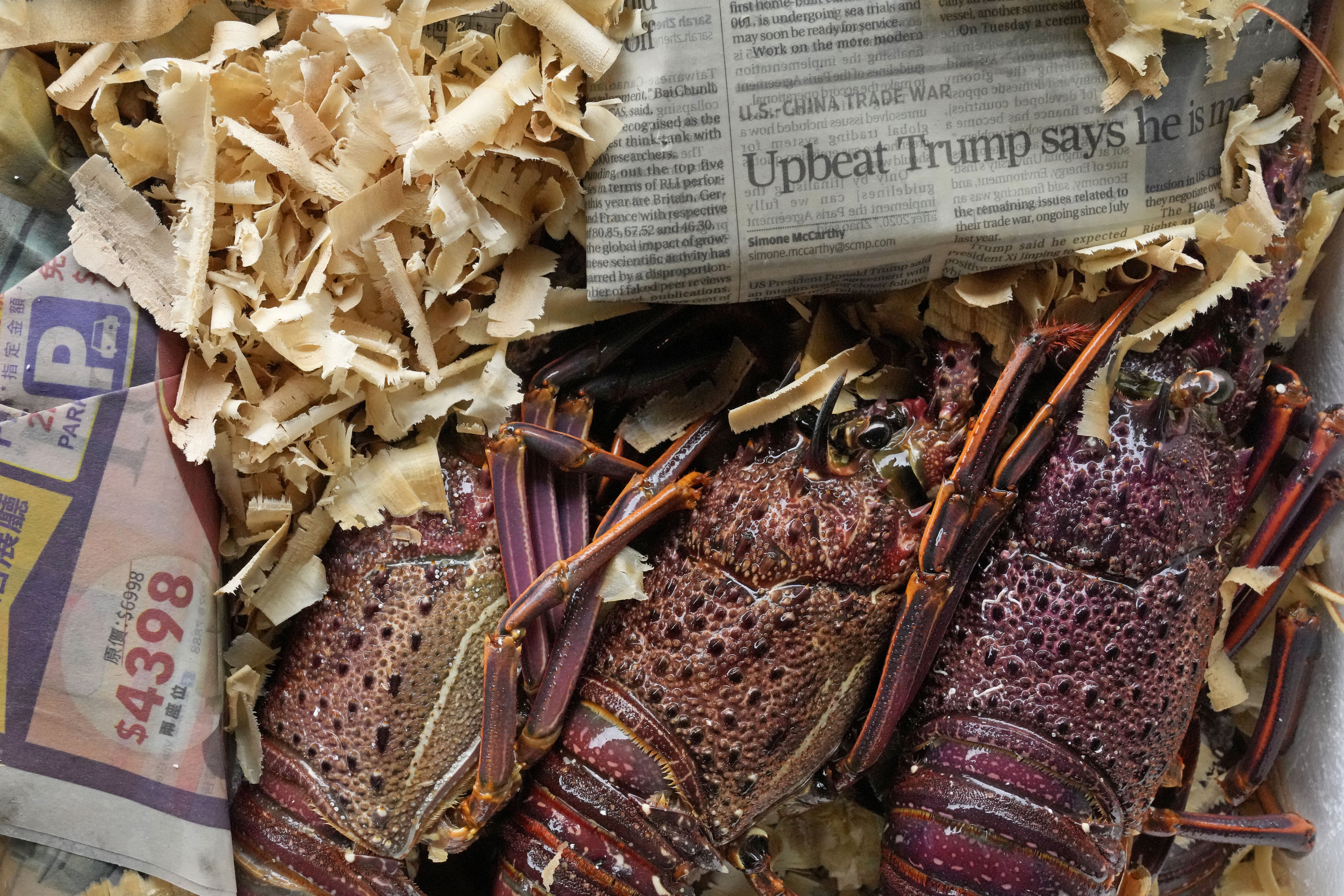 Hong Kong seizes smuggled Australian lobsters amid China ban