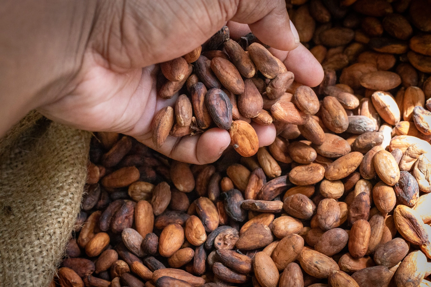 Push to increase Samoan cocoa exports 
