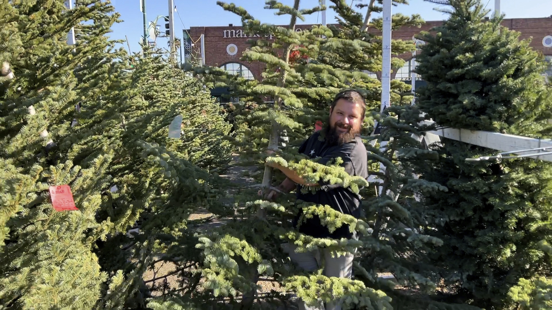 Christmas tree buyers face reduced supplies, higher prices