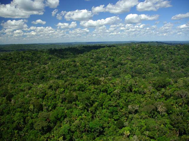 Fictitious commodities: the forest carbon market in PNG