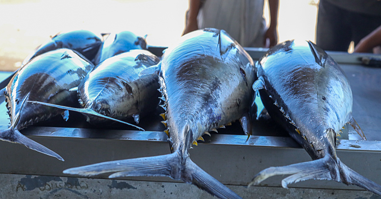 Samoa Observer | Fishing business thrives during Lenten season