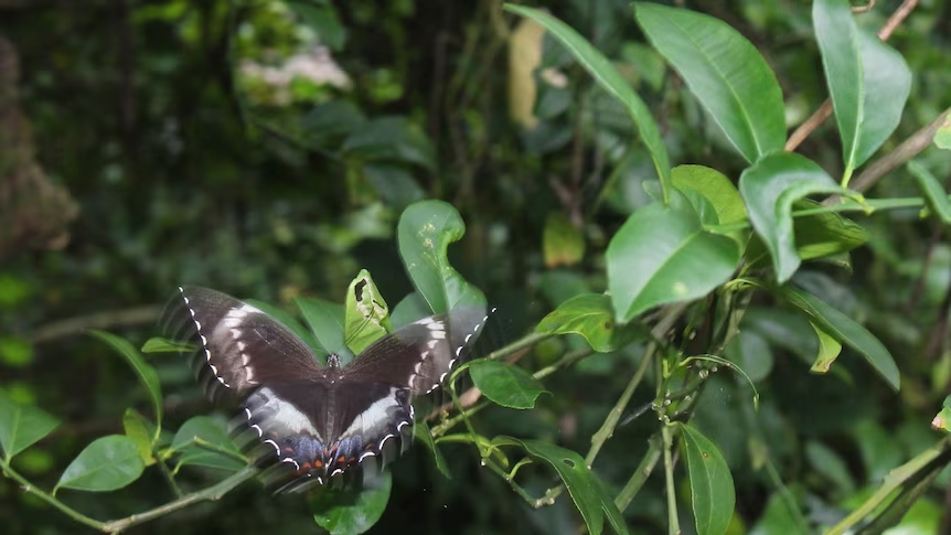 Extinct butterfly to be brought back