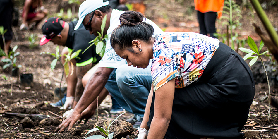Planting trees to offset carbon links