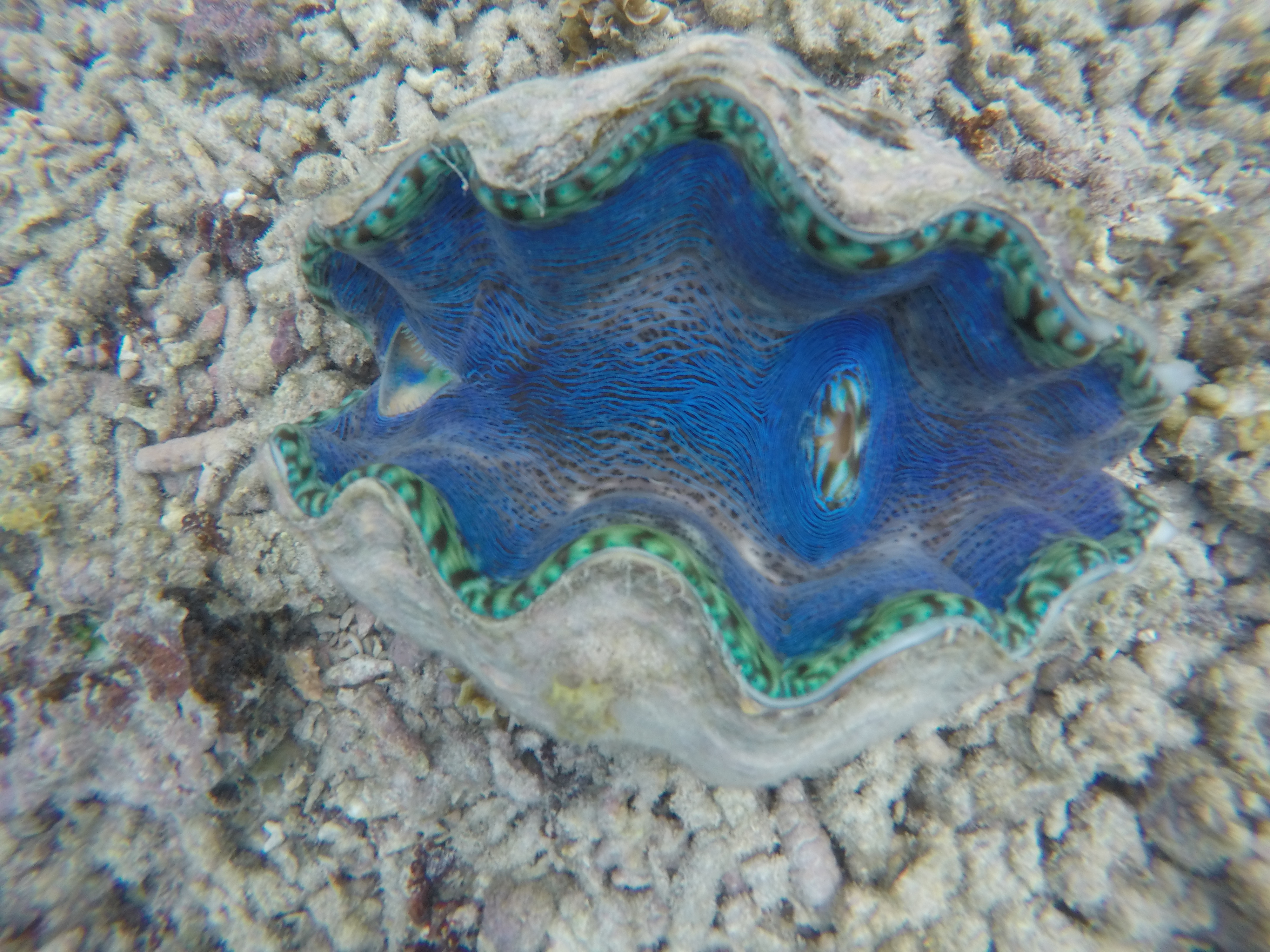 Ecosystem services worth millions, but dying rapidly