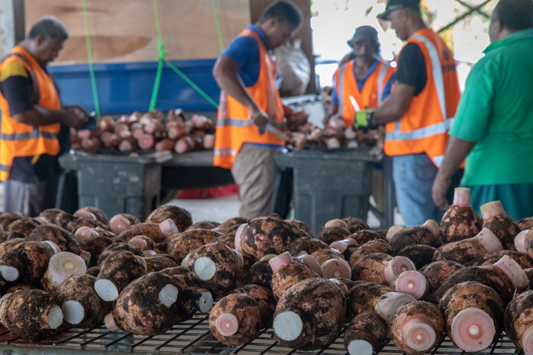 First taro export airfreight to add value
