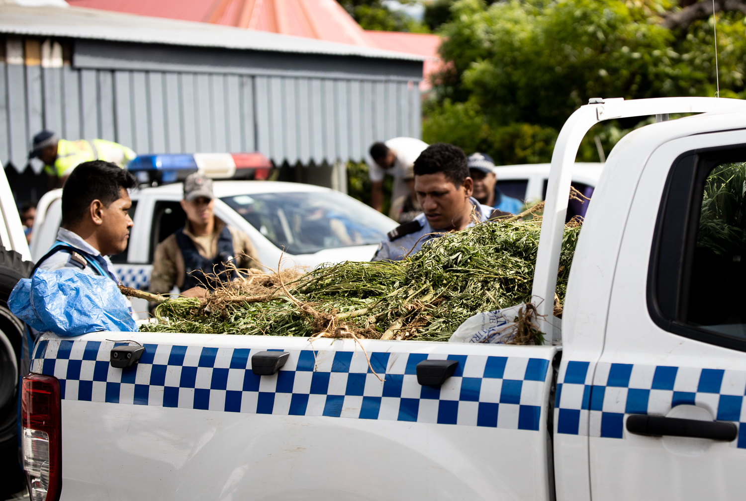 10,000-plus marijuana plants still in Police custody