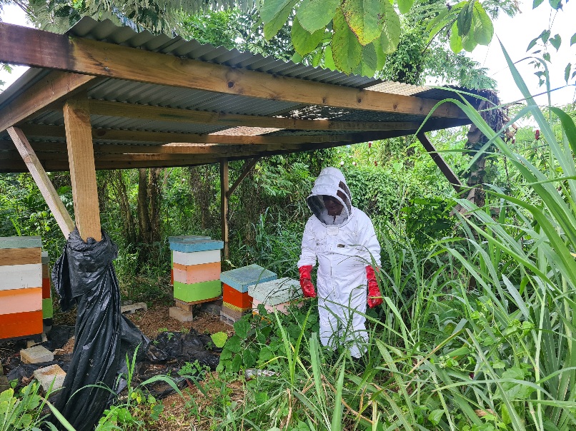 Ministry marks World Bee Day 2022