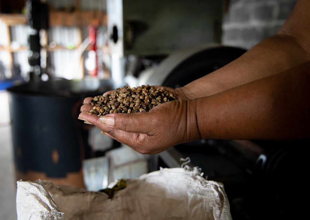 Samoan coffee beans secret to thriving N.Z. coffee business
