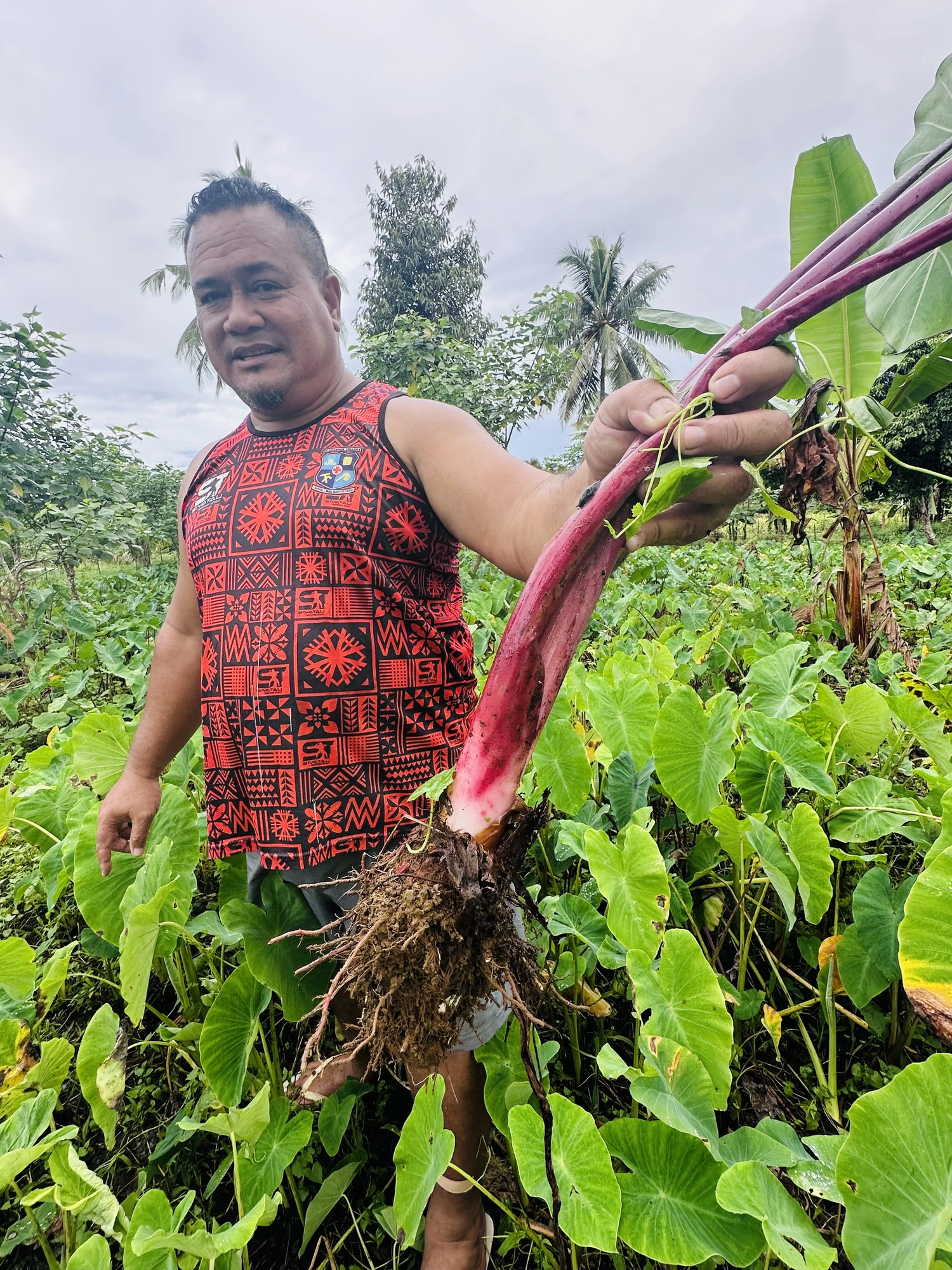 The taro nursery helping drive Samoa’s recovery