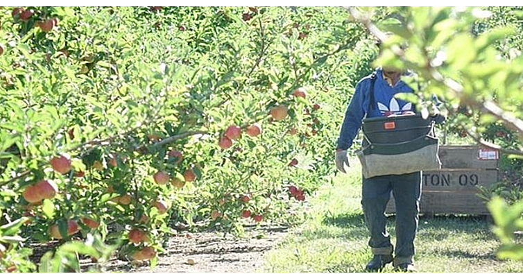 Australian seasonal worker employers concerned