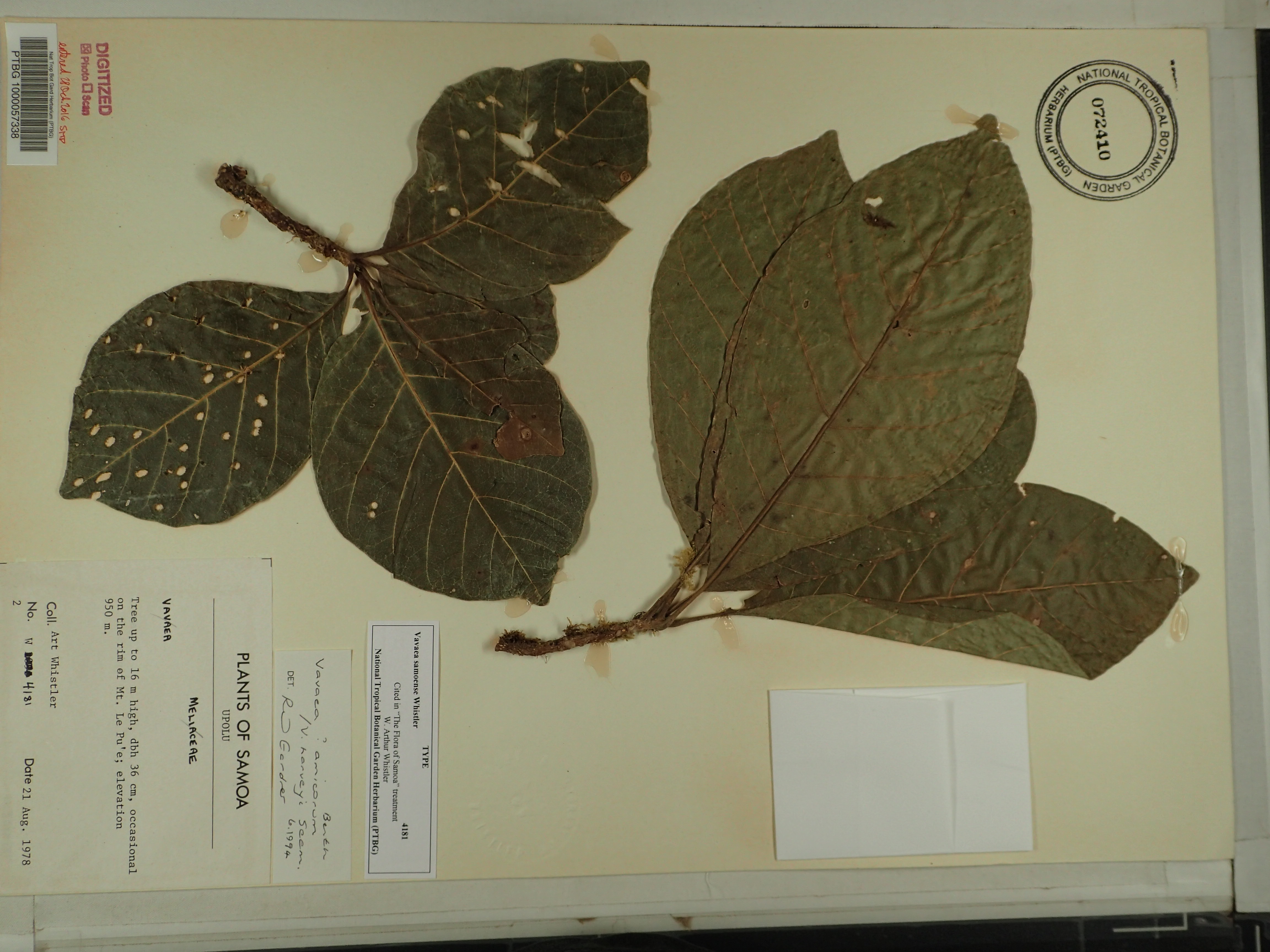 Fears over threat of mountain tree in Samoa becoming extinct