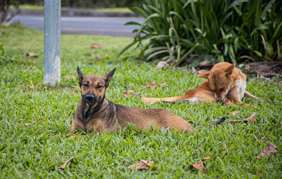 Large stray dog population can be resolved: veterinarian