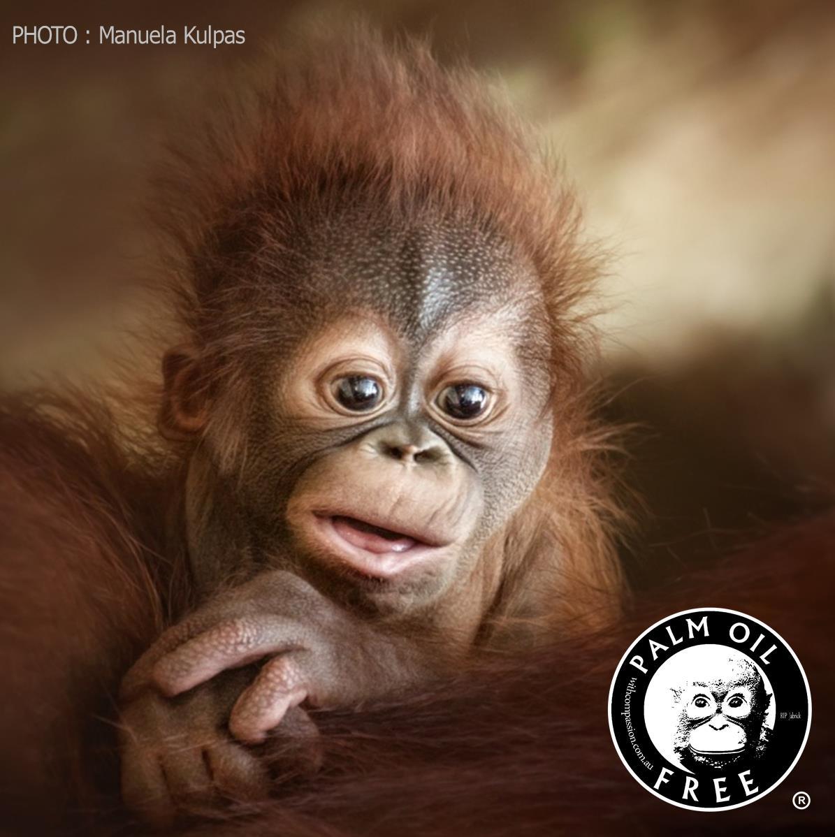 World’s First Palm Oil Free Certification Trademark Now Approved in Benelux