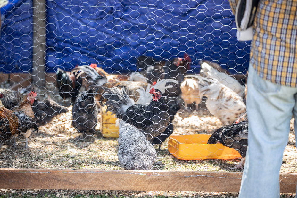 Samoa bans avian meat import from Australia  