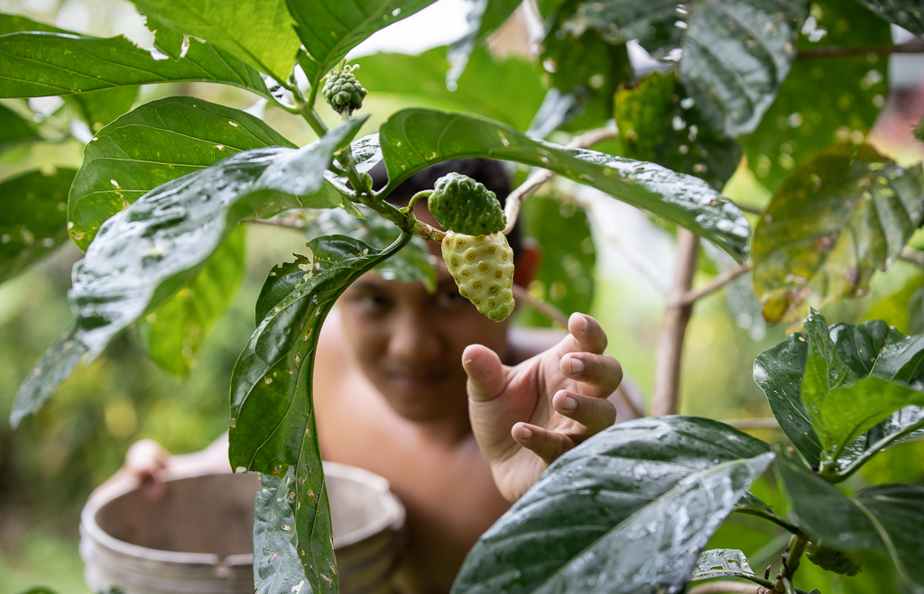 Nonu Samoa welcomes $30m Chinese facility, calls on farmers to plant more 