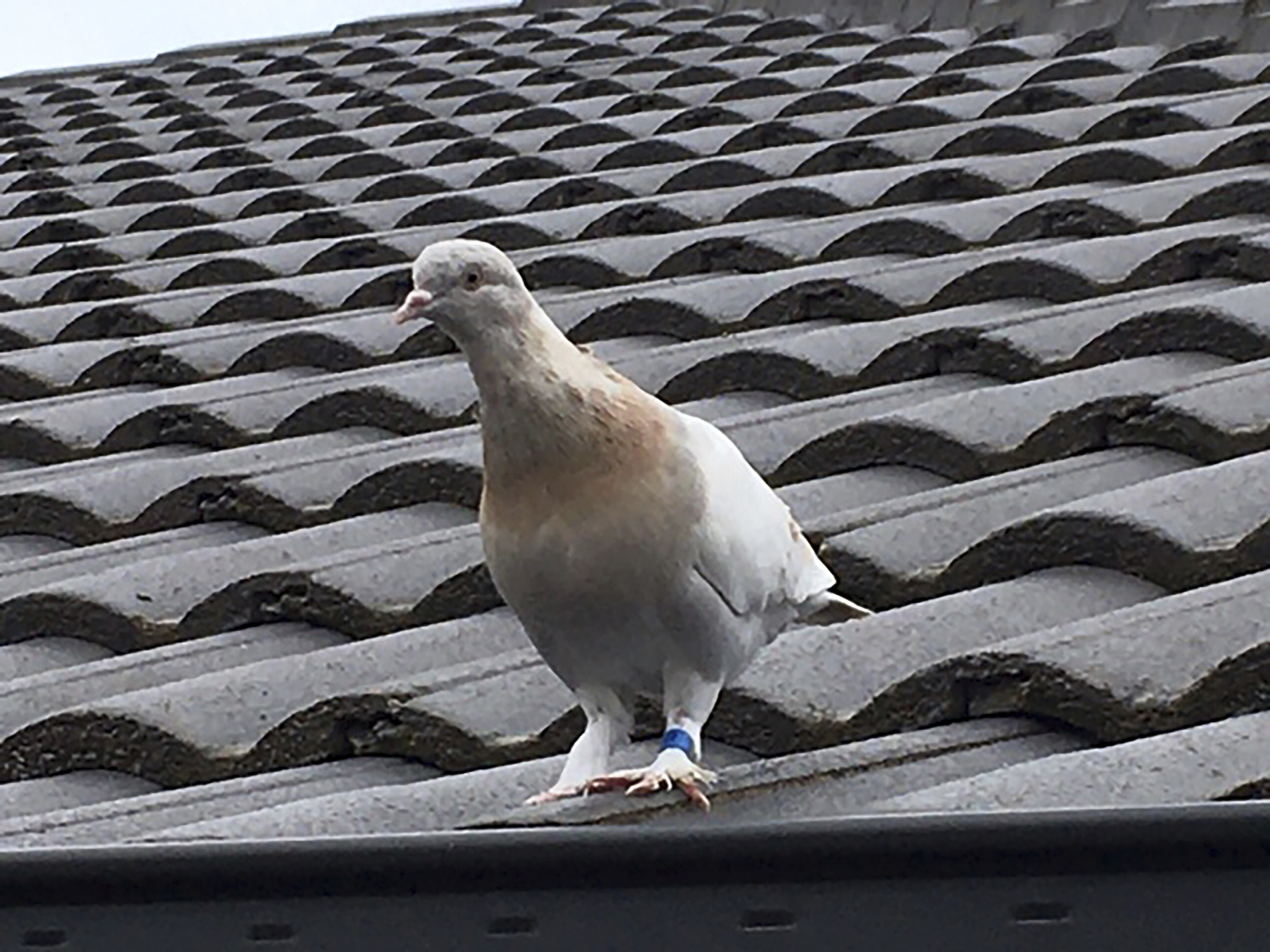 'Fake' US leg band may get pigeon a reprieve in Australia