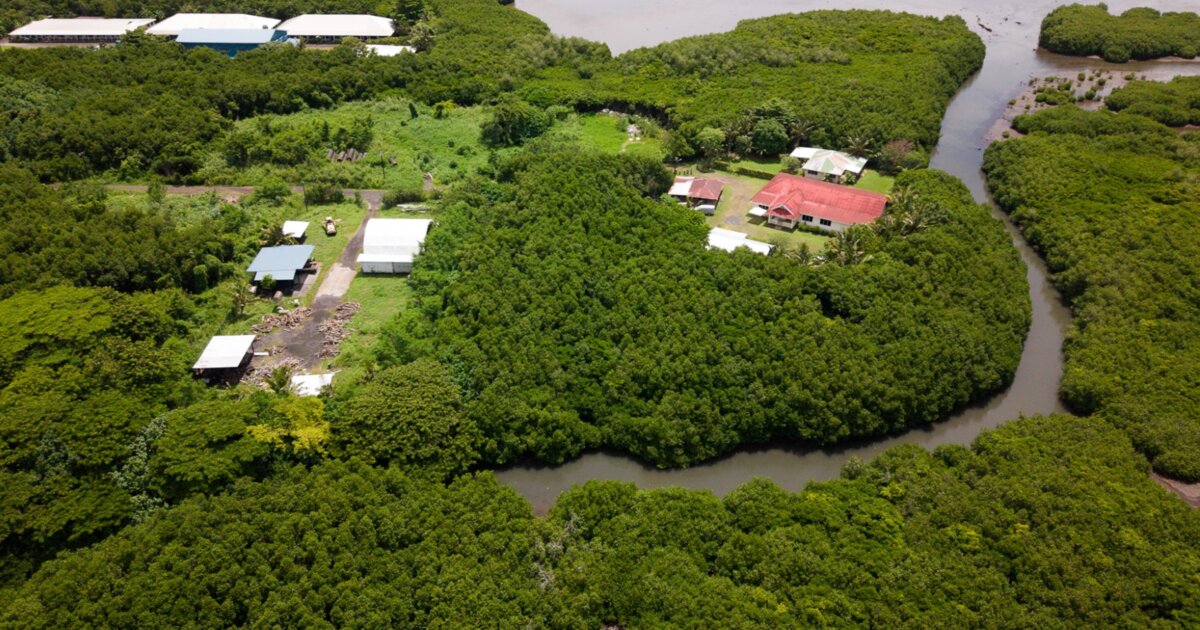 Eight Upolu communities participate in mangrove monitoring