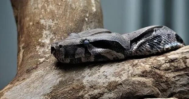 Stopping the slaughter of Samoa's wildlife