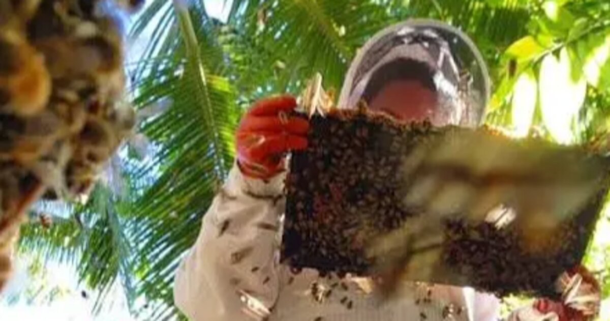 Aussie’s boosts Samoa's honey industry