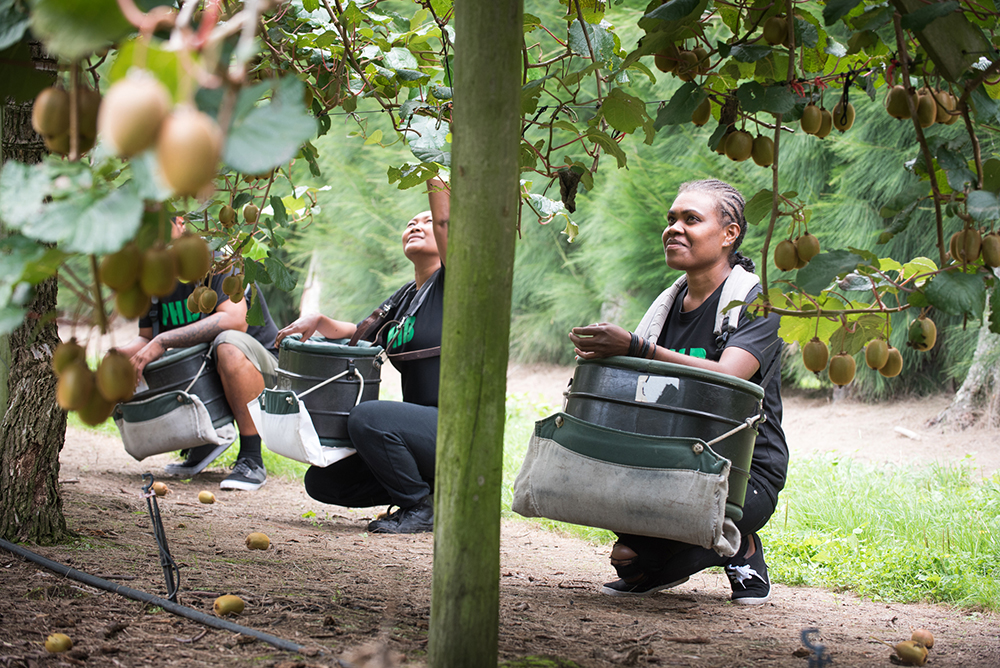 Seventy Samoan seasonal workers still stuck in Hawke's Bay
