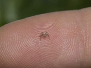 Samoa is home to the world's smallest spider