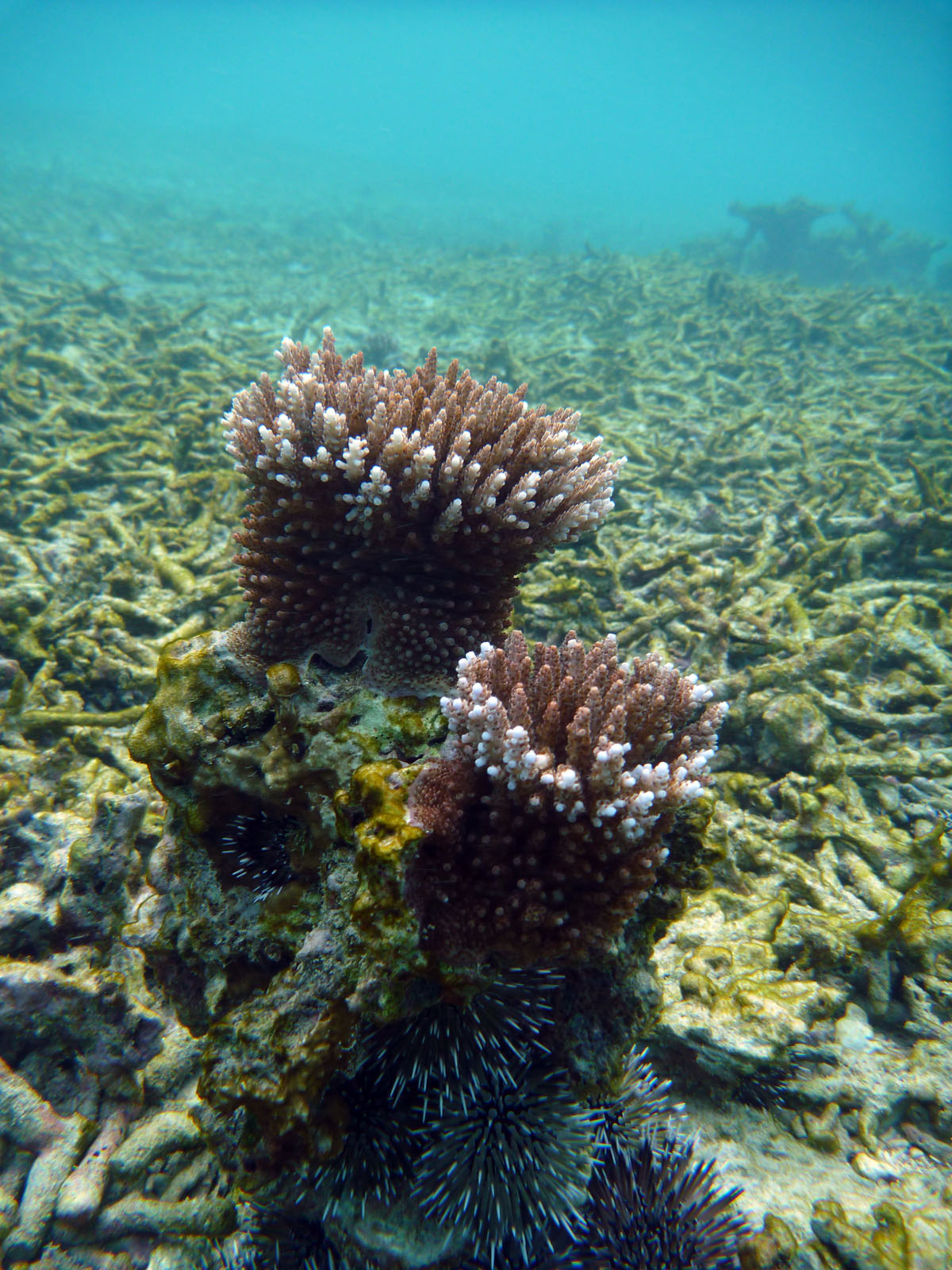 Samoa's coral reefs in poor state: expert