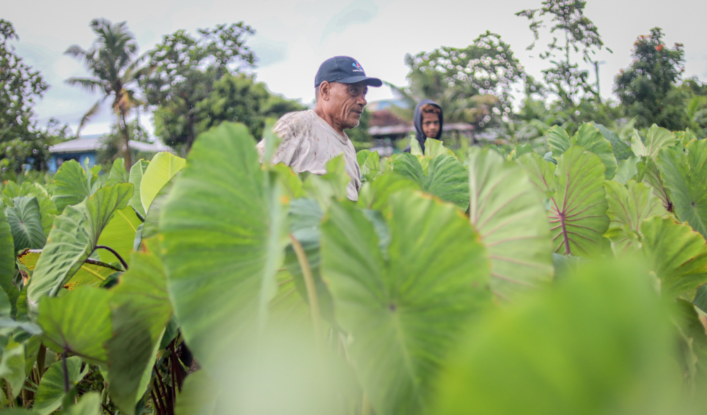 Samoa Rural Samoa Observer | Project to uplift farming, fishing productivity
