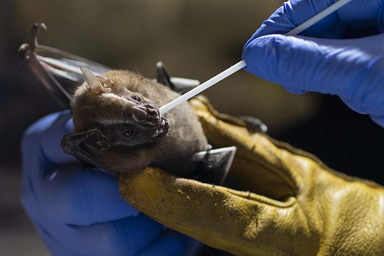 Scientists focus on bats for clues to prevent next pandemic