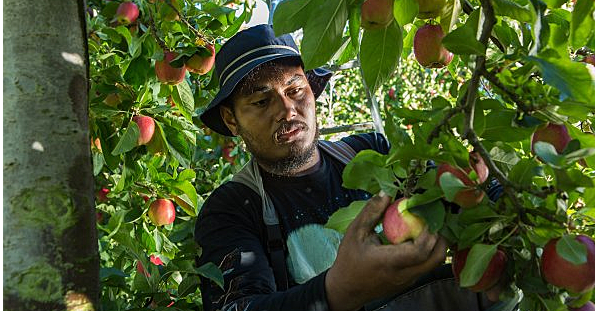 Samoan workers should skip quarantine: Kiwi company