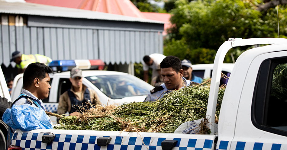 10,000-plus marijuana plants still in Police custody