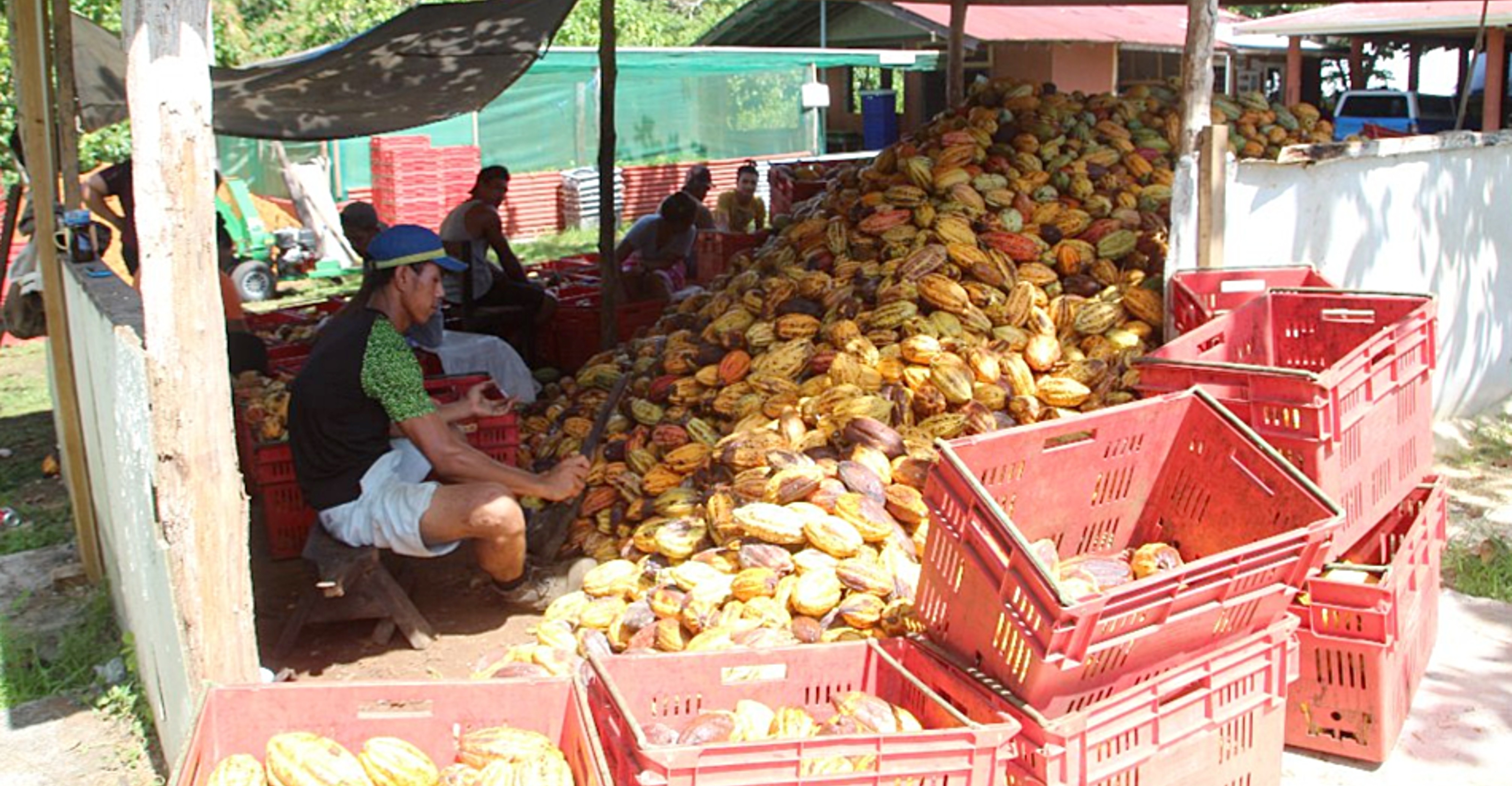 Samoan cocoa, ava keeps Falealupo going