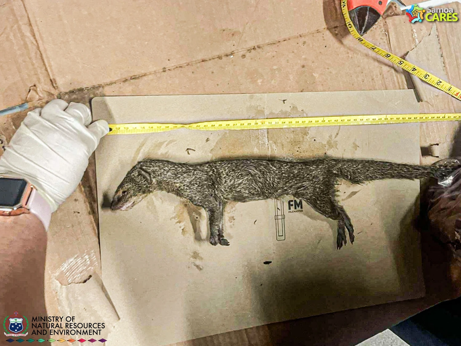 Mongoose captured