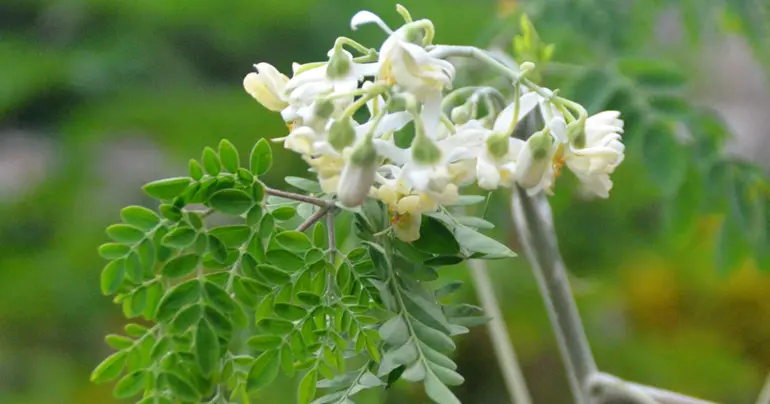Samoan plant knowledge to be explored