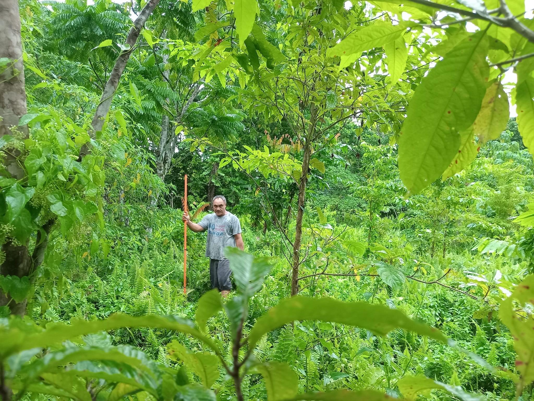 Fighting the Merremia at Samoa's oldest park