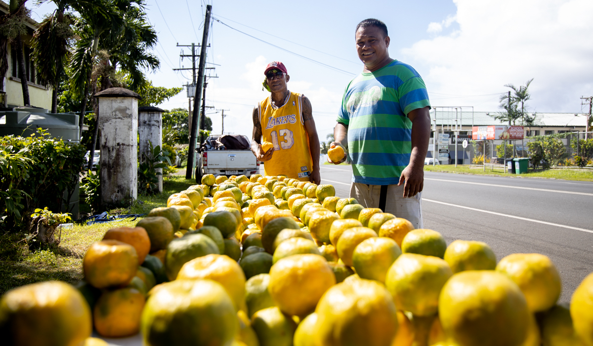 Savaii's oranges lucrative business