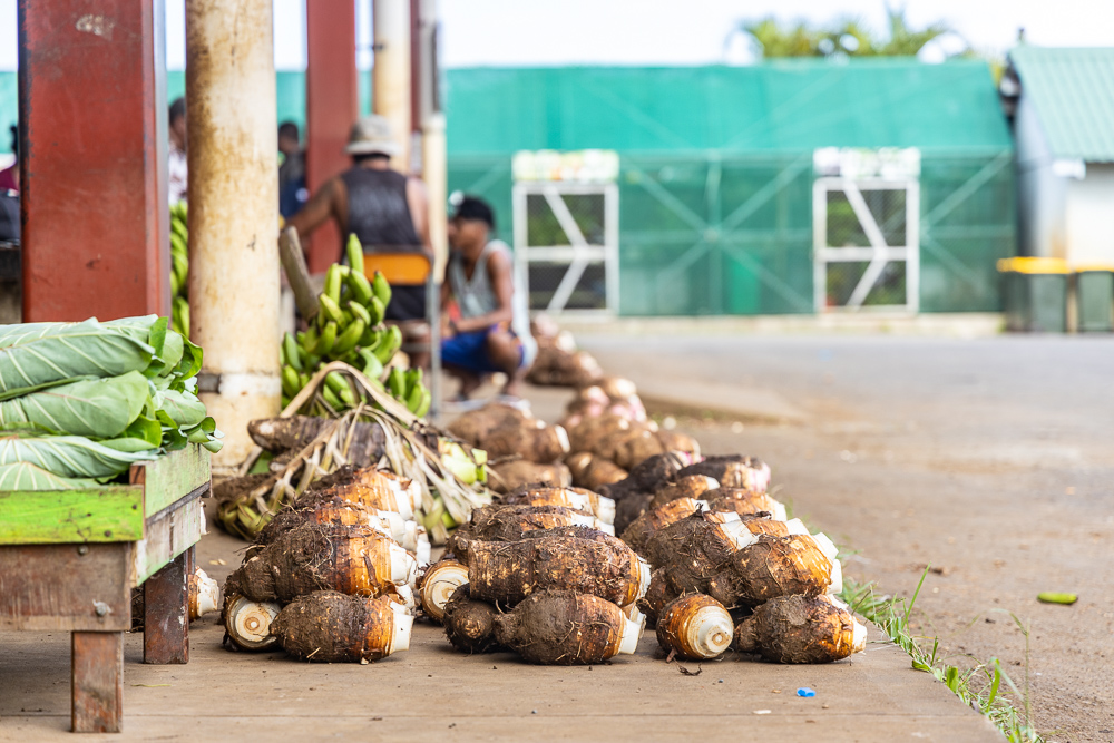 Ministry distributes 1.5 million taro shoots