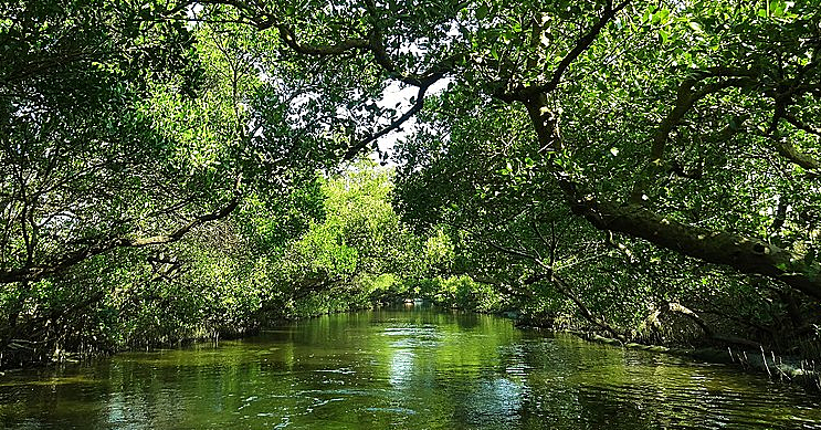 Enabling our forests to help us overcome multiple crises