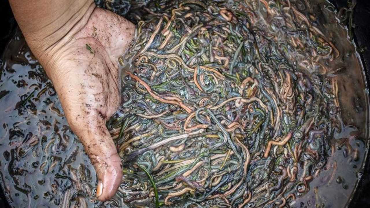 Ministry reacts to Fiji's palolo death report