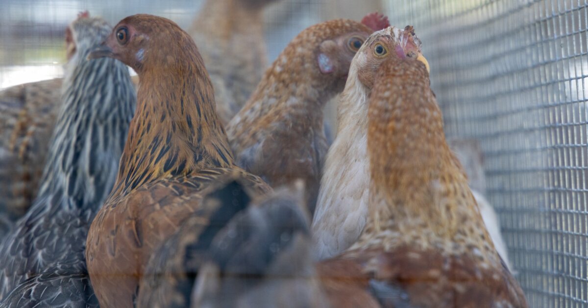 WHO urges Pacific countries to prepare for bird flu threat
