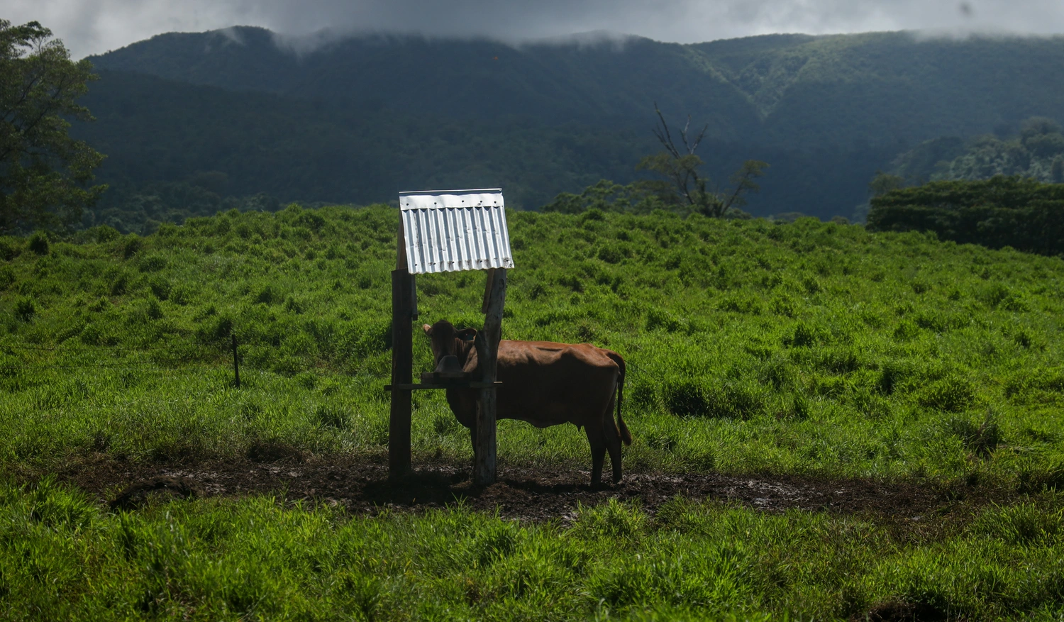Am. Samoa cattle housed in Vaea