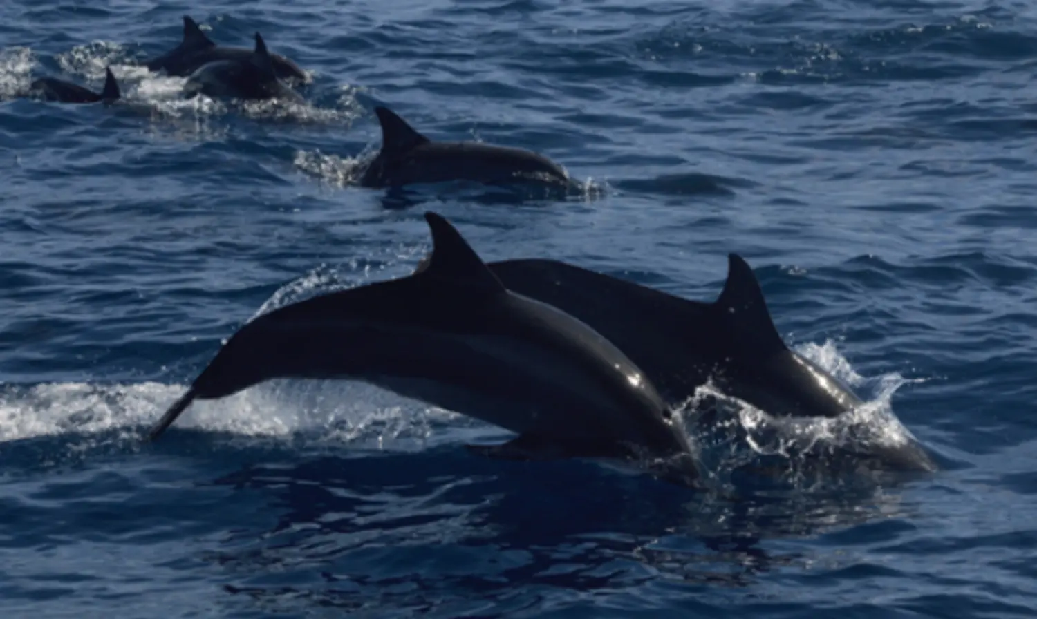 Survey targeting dolphins, whales completed