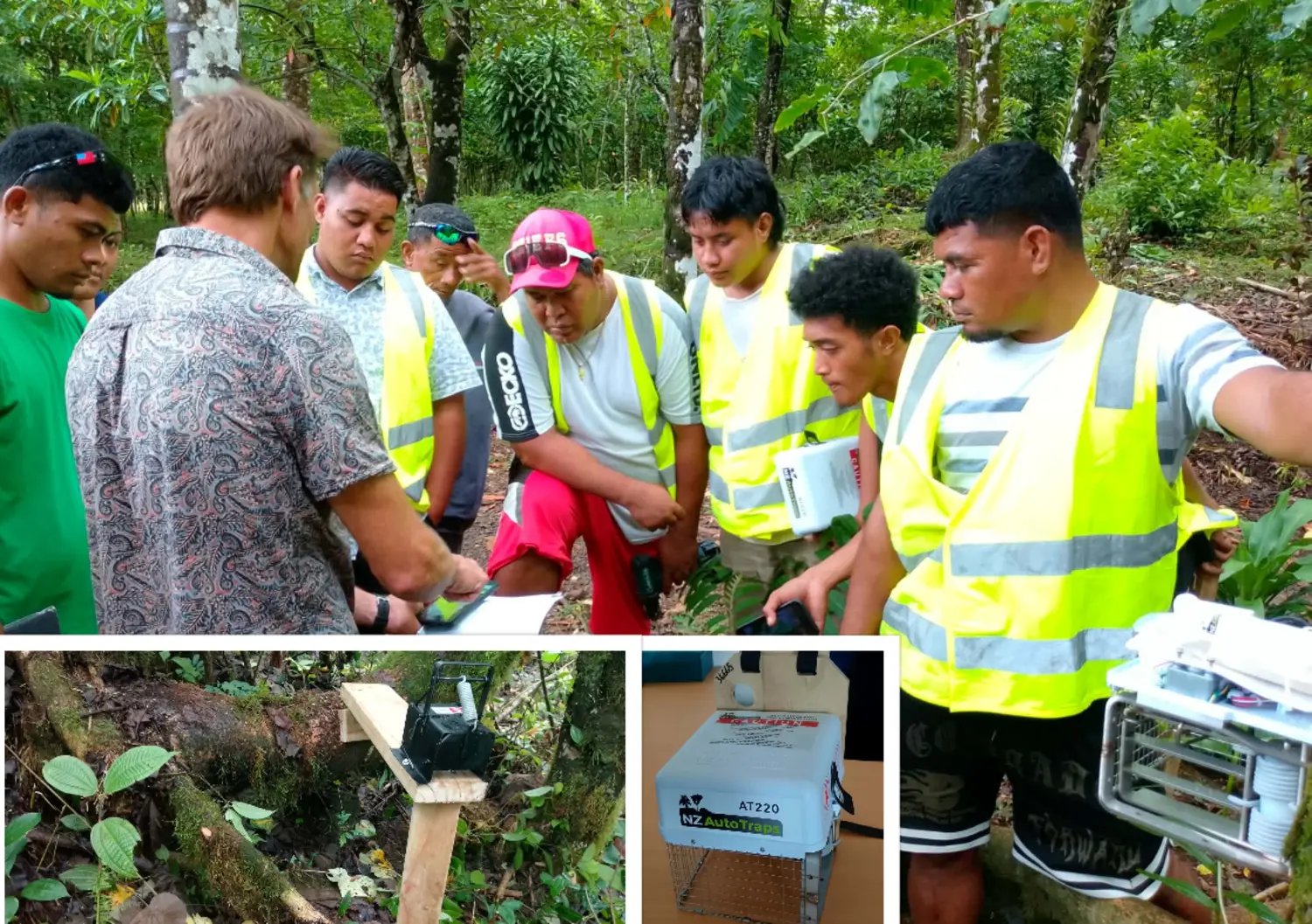 Rat traps deployed to combat invasive species in Samoa forests