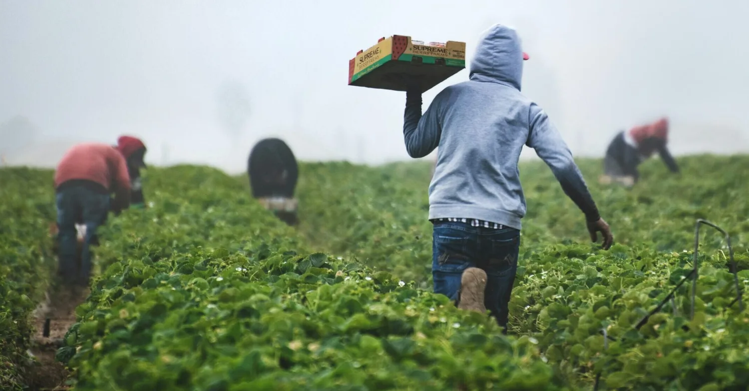 Pacific PALM workers applying for asylum in record numbers: Part 1