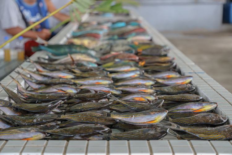 Strengthening fisheries to tackle seasonal drain