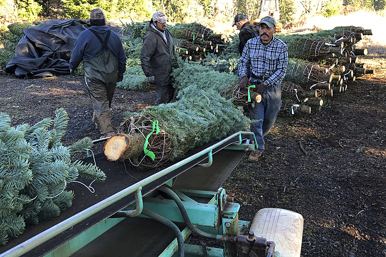 Crash shines light on immigrants in Christmas tree workforce