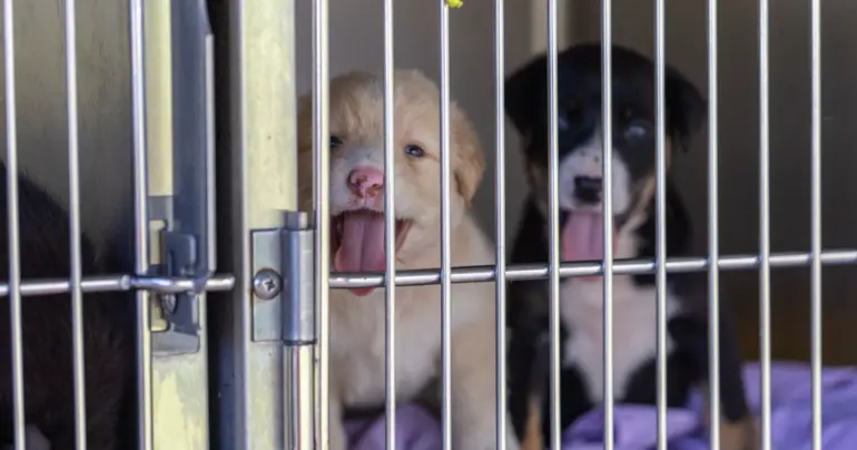 Animals as part of the family