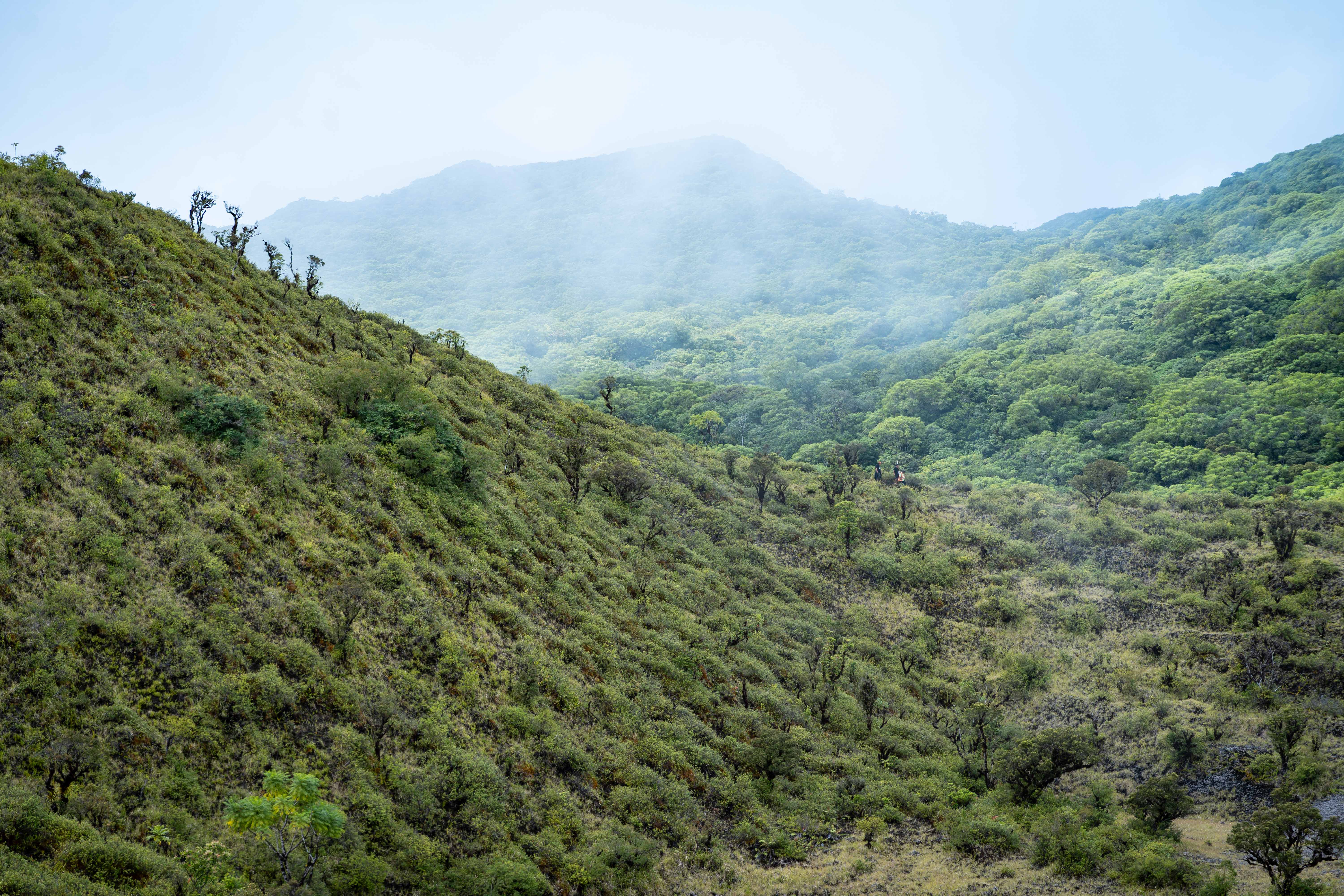 Near-extinct manumea spotted in Savai'i