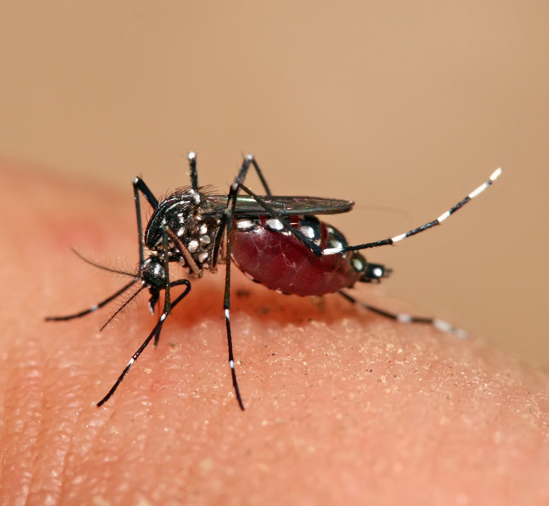 Manual to guide pacific island countries to prevent Aedes-borne diseases 
