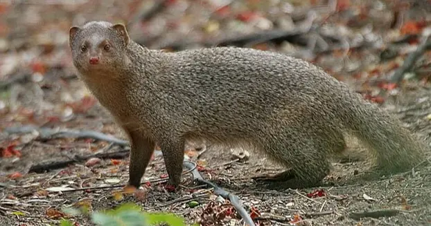 The threat posed by mongooses