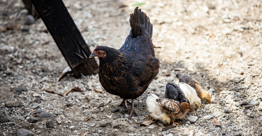 Local ingredients key to better poultry farming